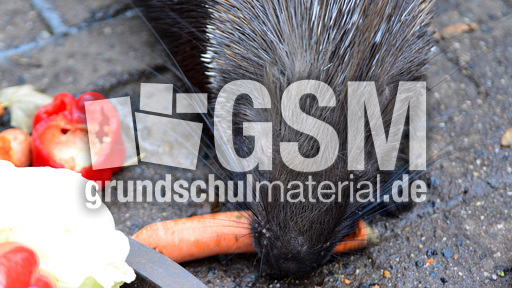 Weißschwanz-Stachelschwein (3).jpg